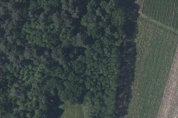 Chemin dans la forêt
