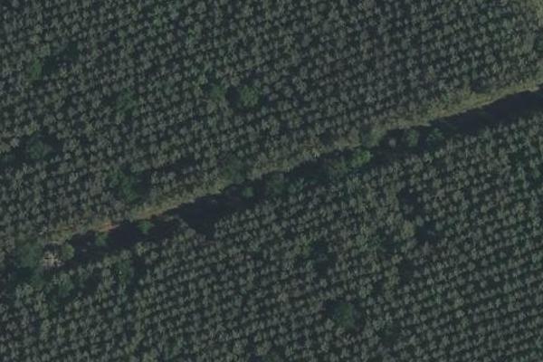 Forêt près aéroport