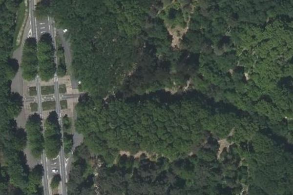 Bois de Bordeaux