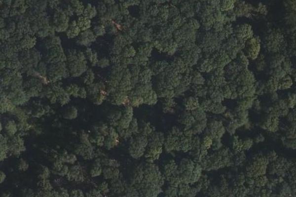 Forêt de Rambouillet