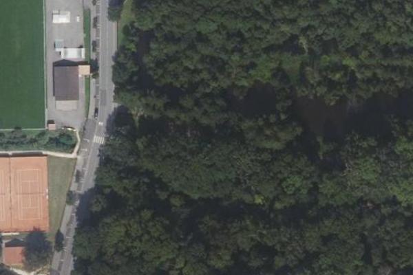 Bois de la Salmouille